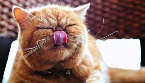 娱乐吃瓜猫咪视频大全