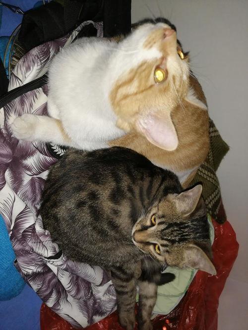 娱乐圈吃瓜猫是谁,揭秘娱乐圈幕后真相的神秘人物