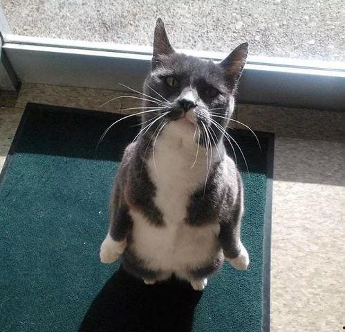 娱乐圈吃瓜猫是谁,揭秘娱乐圈幕后真相的神秘人物